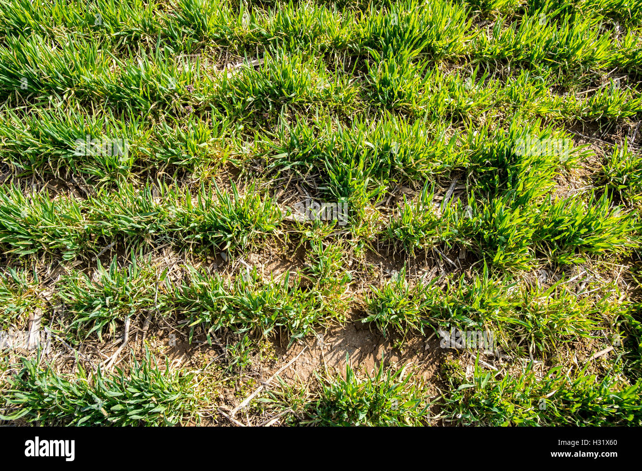 Reihen von Zwischenfrüchten auf einer Farm in Maryland Stockfoto