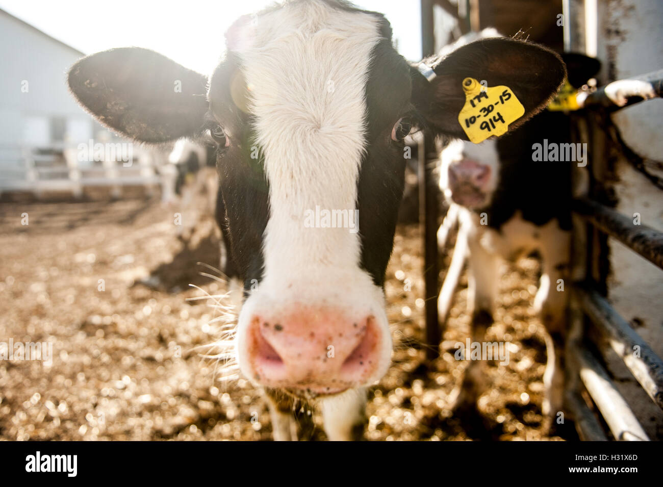 Milchkuh mit Sonne dahinter auf einem Bauernhof in Maryland Stockfoto