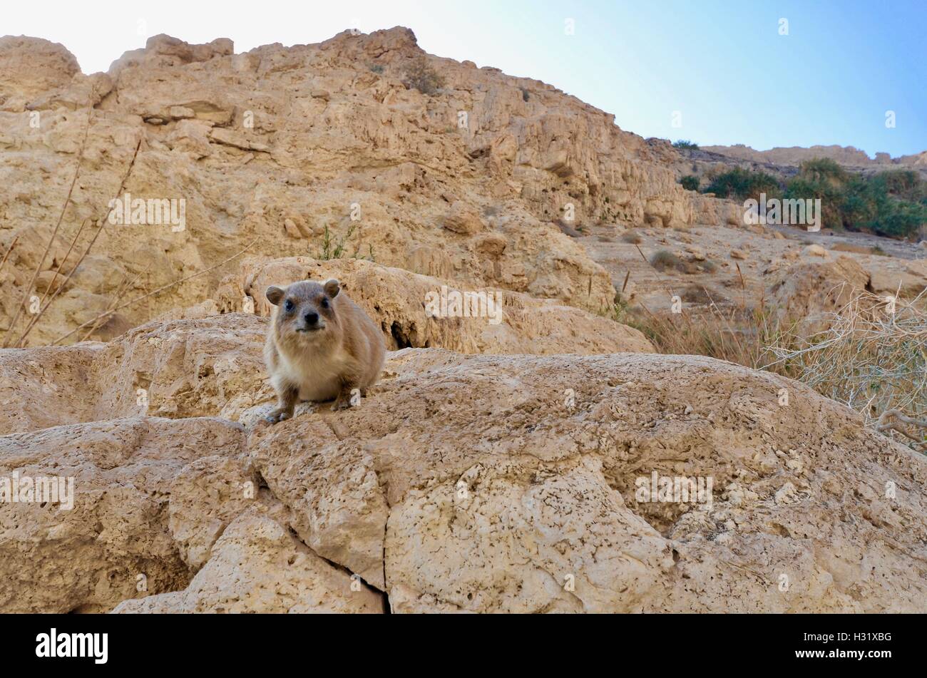 Ein Rock-Dachs schaut in die Kamera in Ein Gedi Nature Reserve, Israel Stockfoto