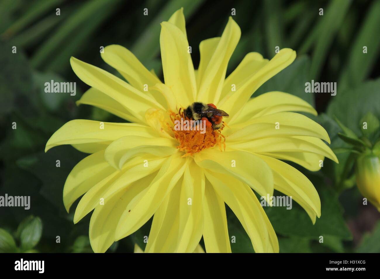 Hummel, beladen mit Pollen, auf einer gelben Daisy Blume Stockfoto