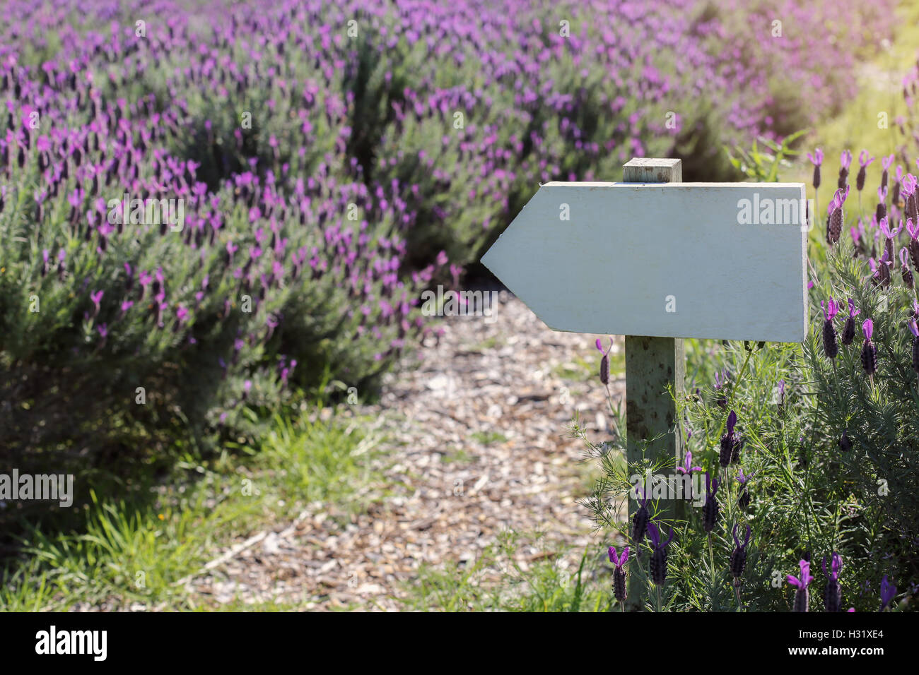 Wegweiser auf australische Lavendelfeld Stockfoto