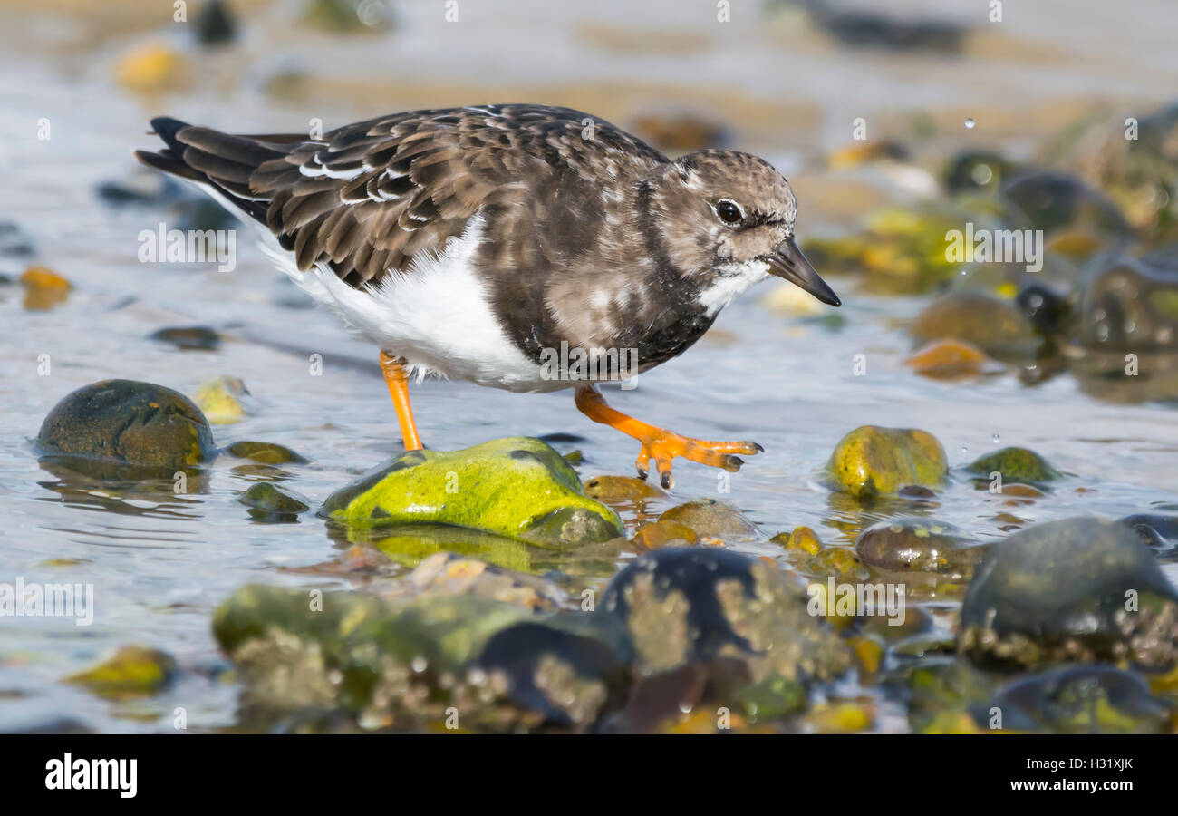 Turnstone Vogel (Arenaria interpres) zu Fuß durch eine Pfütze in West Sussex, England, UK. Stockfoto