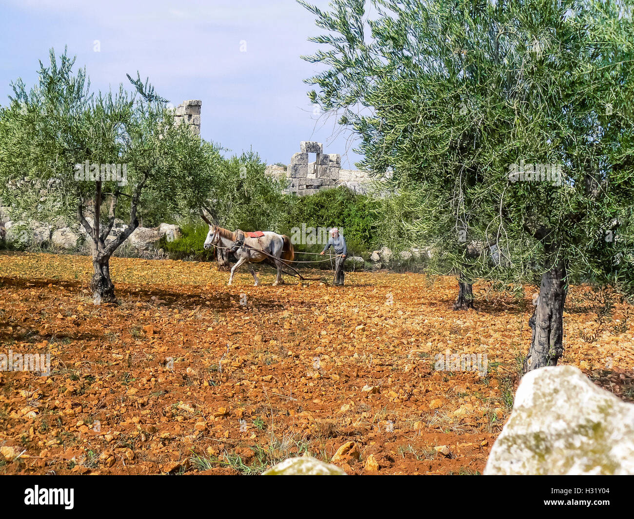 Landwirt Pflügen sein Feld in der Nähe von Afrin, Syrien 2008 Stockfoto