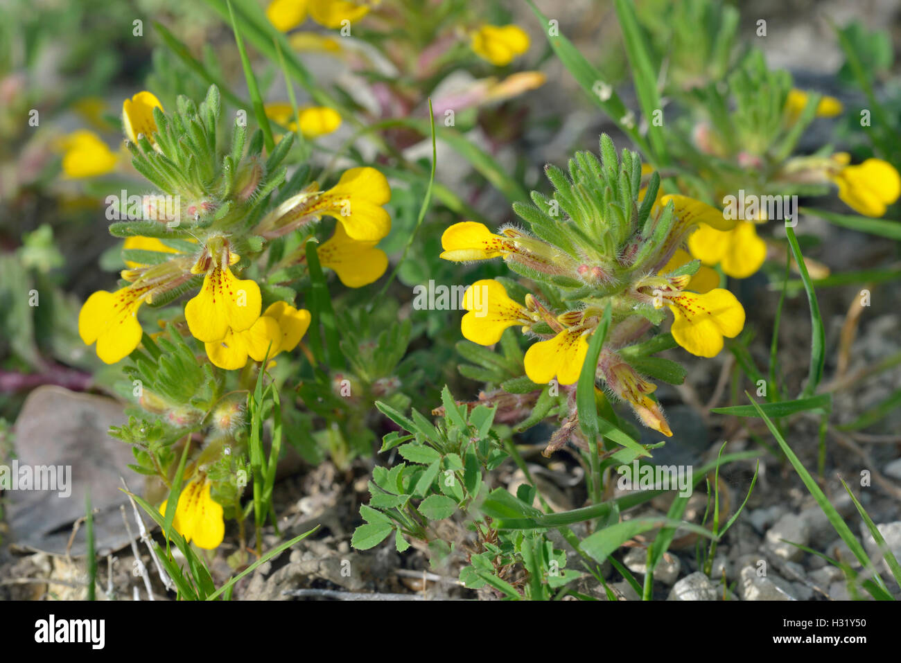 Boden-Kiefer oder gelbe Bugle - Ajuga Chamaepitys Mittelmeer wilde Blume Stockfoto