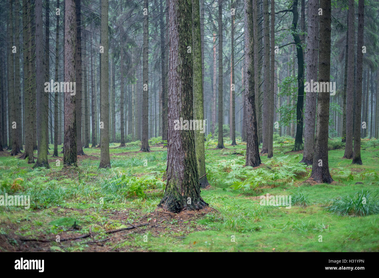 Fichten Baum Wald im Regen Stockfoto
