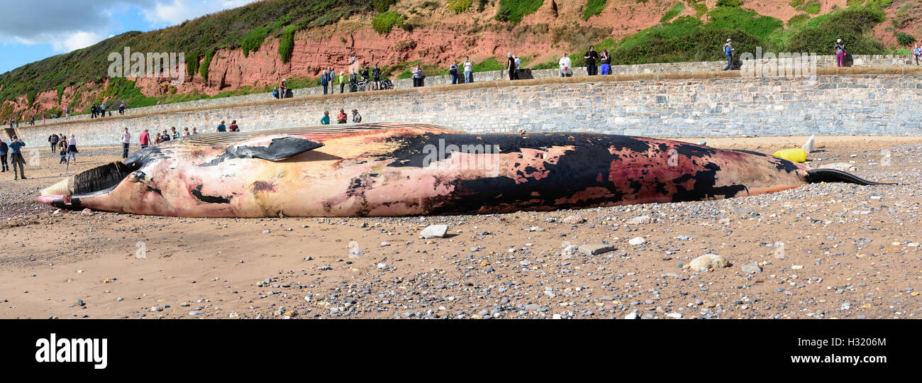 Toten Finnwal gestrandet in der Nähe von Dawlish South Devon UK Stockfoto