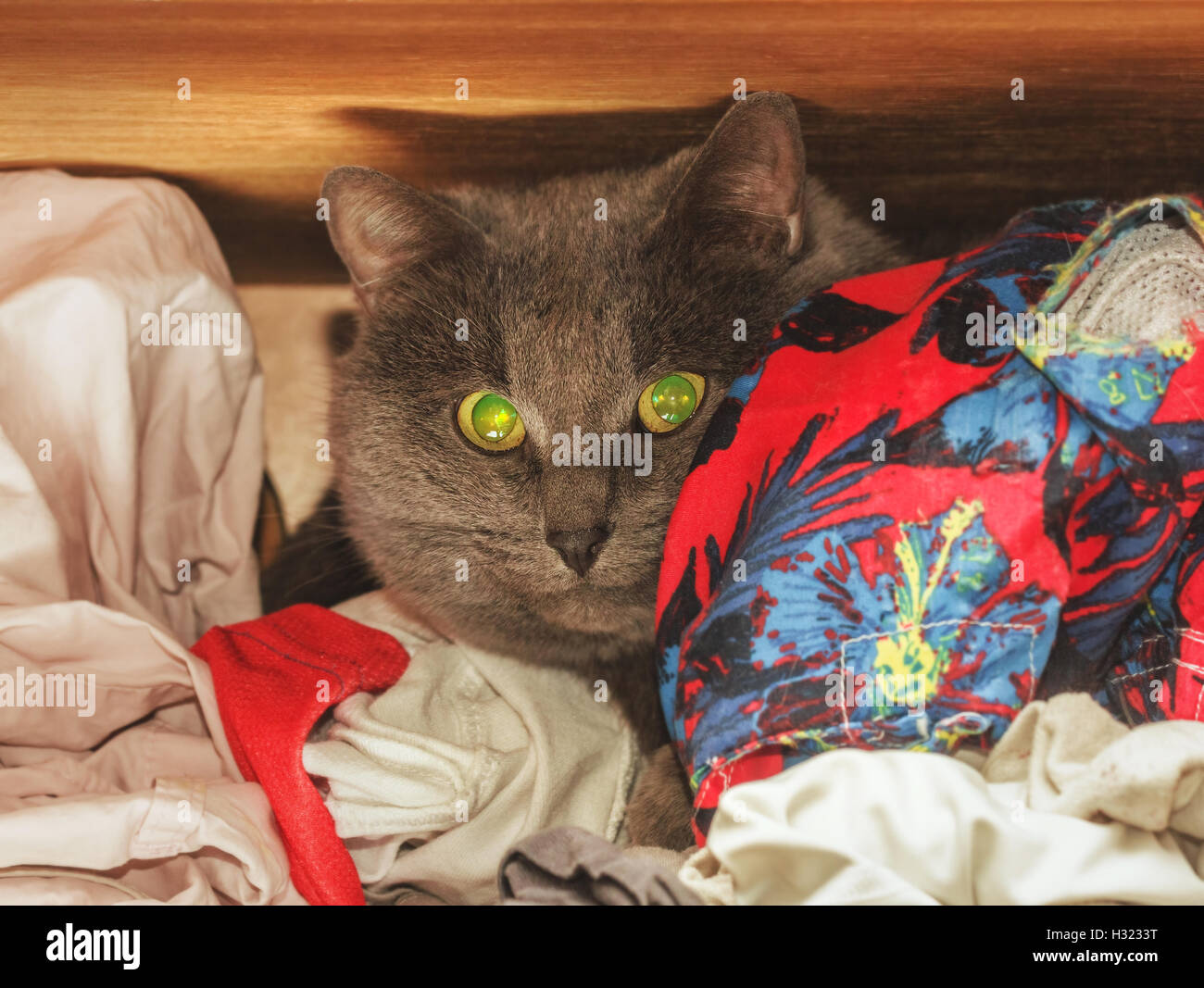 Schöne Erwachsene graue Katze versteckt im Schrank unter Kleidung Stockfoto