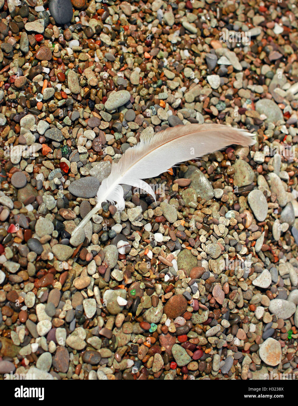 Leichte Vogelfeder auf Kieselsteinen Meer Steinen am Tag Stockfoto