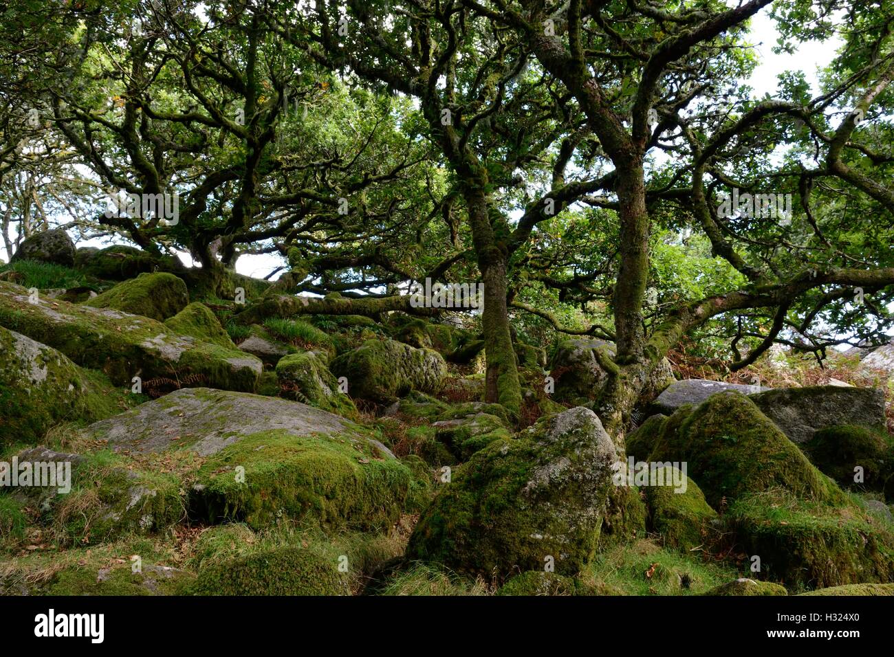 Wistmans Wood Höhenlage Oakwood Litchen und Moos bedeckt, Bäume und Granitfelsen Nationalparks Dartmoor Devon England Stockfoto