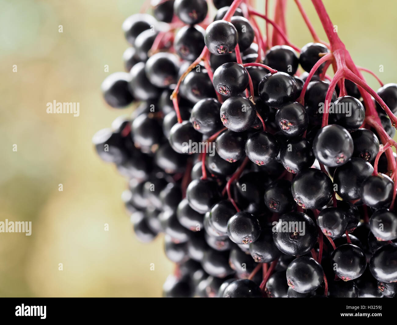 Speichern Sie Download Vorschau Sambucus Nigra - Holunder Stockfoto