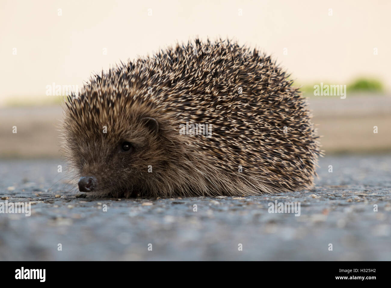 Ein Igel auf der Straße Stockfoto