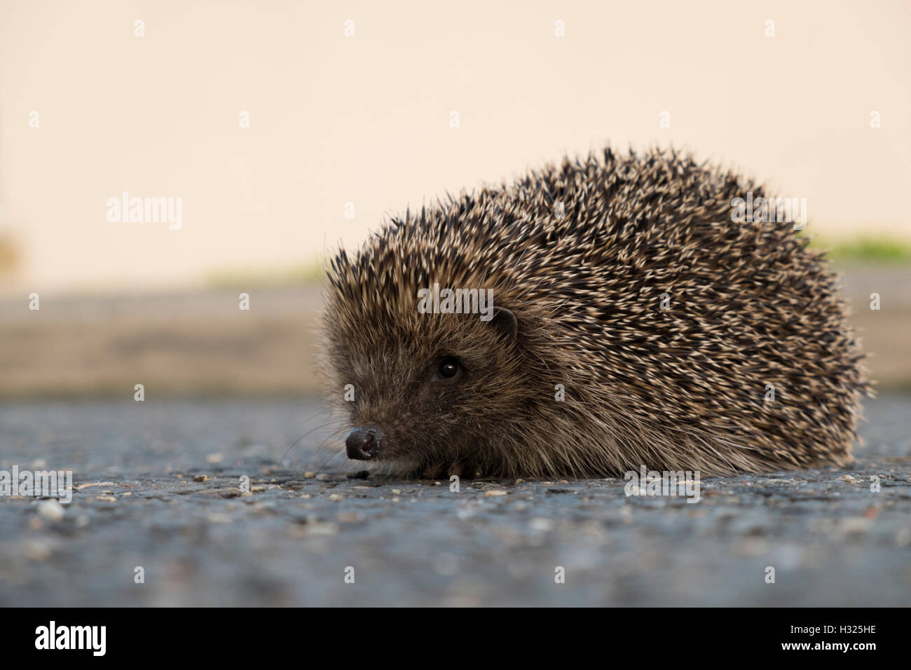 Ein Igel auf der Straße Stockfoto