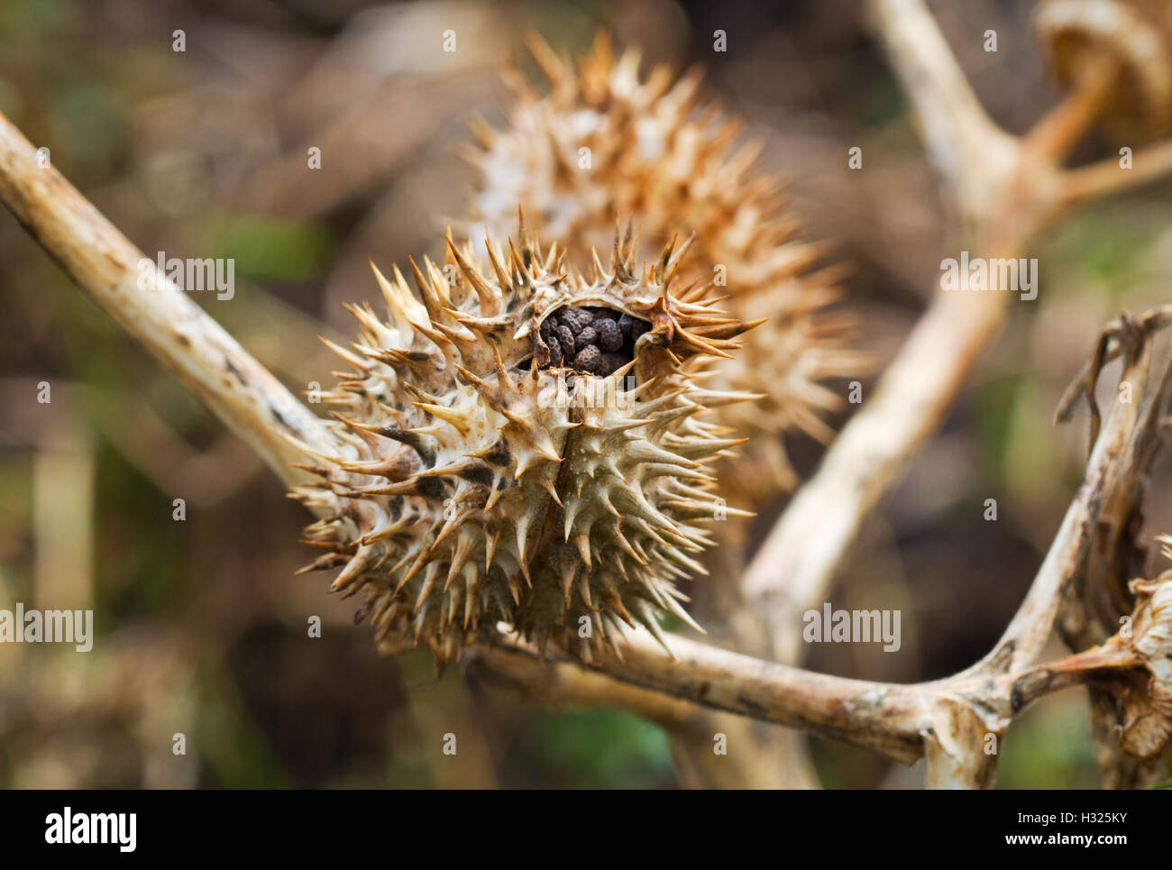Samen Kapsel Thornapple (Datura Stramonium), auch bekannt als Jimson Unkraut oder Schlinge des Teufels Stockfoto