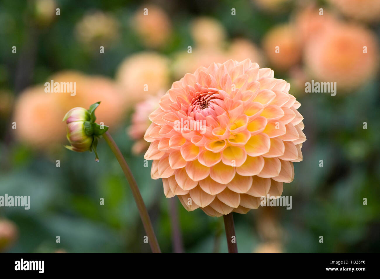 Dahlie 'Blyton weicher Glanz"in einem krautigen Grenze wachsen. Stockfoto