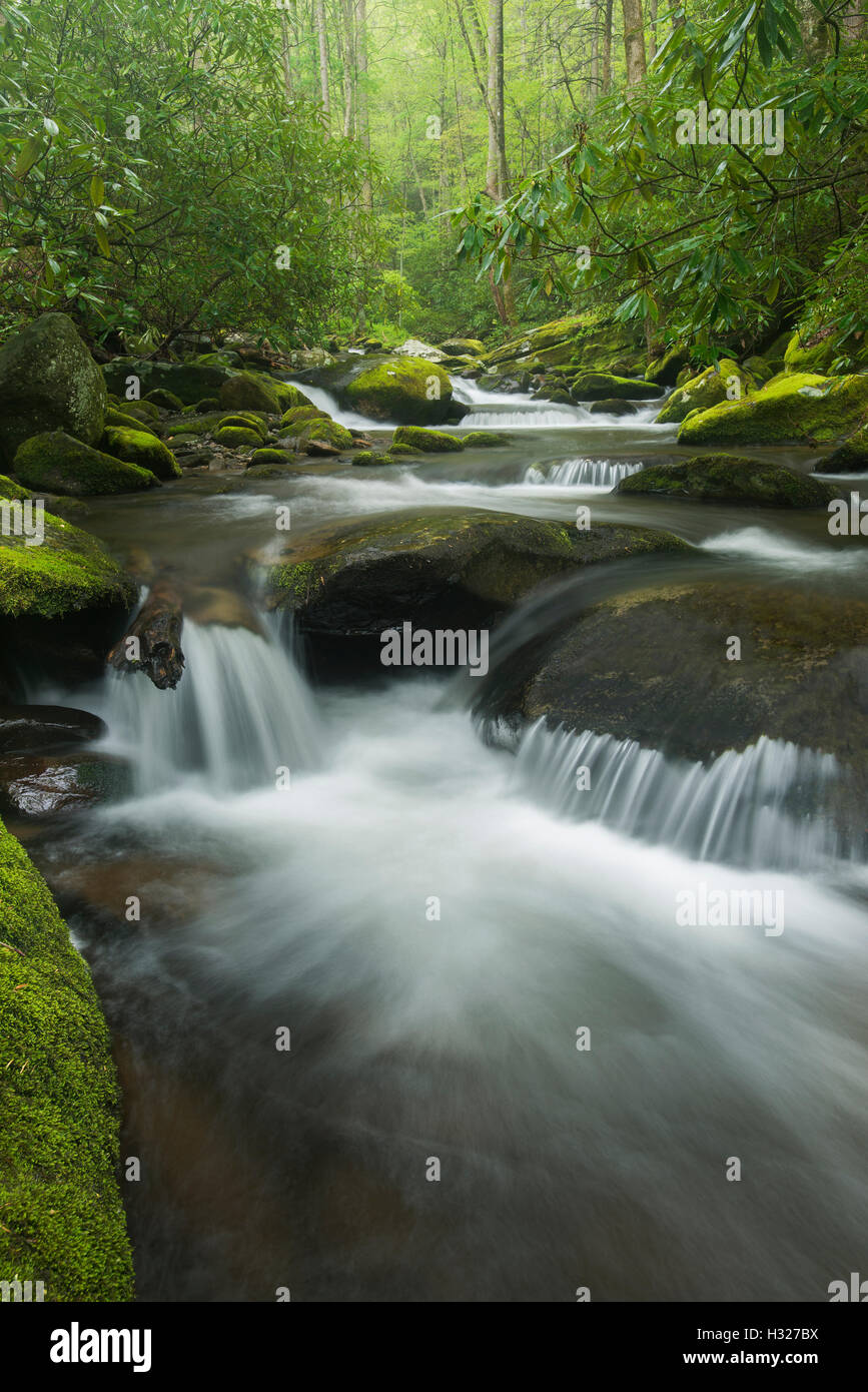 Moosbedeckten Felsen und Geröll entlang Roaring Fork River, Sommer, Great Smoky Mountain National Park, Tennessee USA Stockfoto