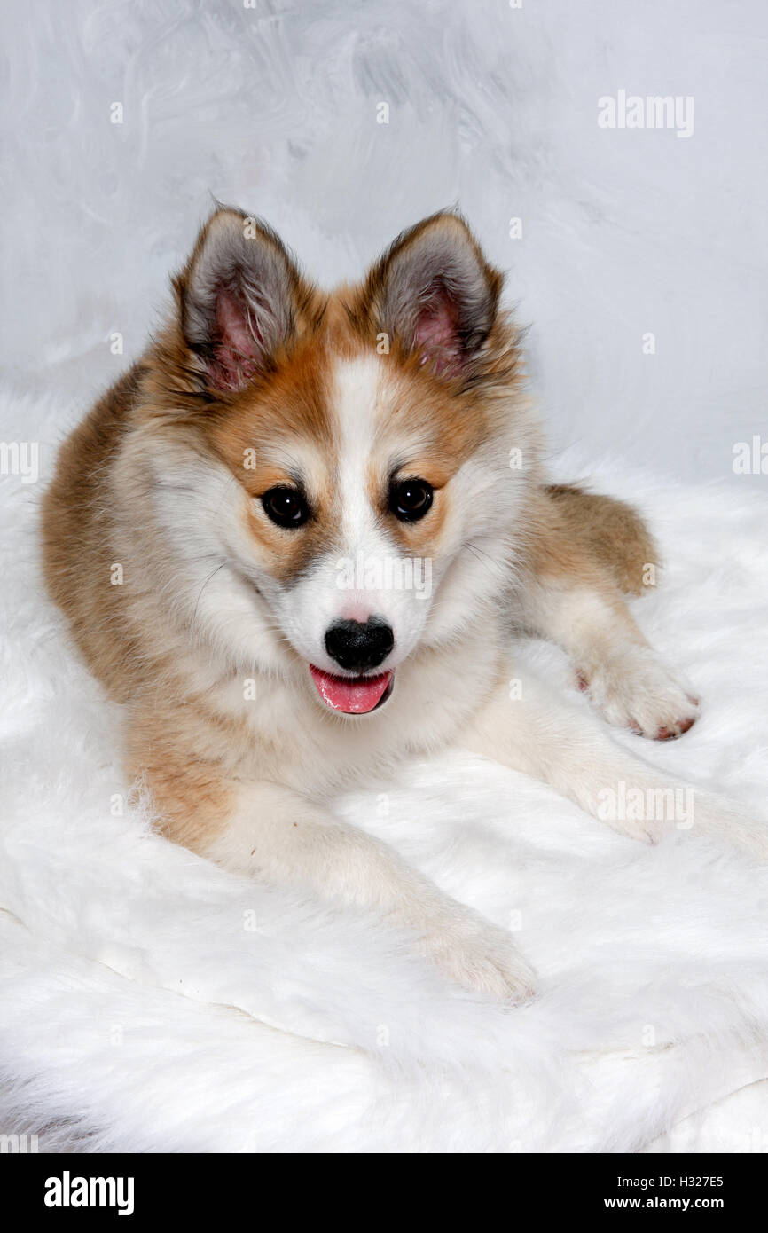 Norwegische Lundhund Hund Stockfoto