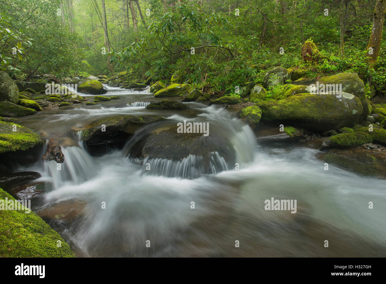 Moosbedeckten Felsen und Geröll entlang Roaring Fork River, Sommer, Great Smoky Mountain National Park, Tennessee USA Stockfoto