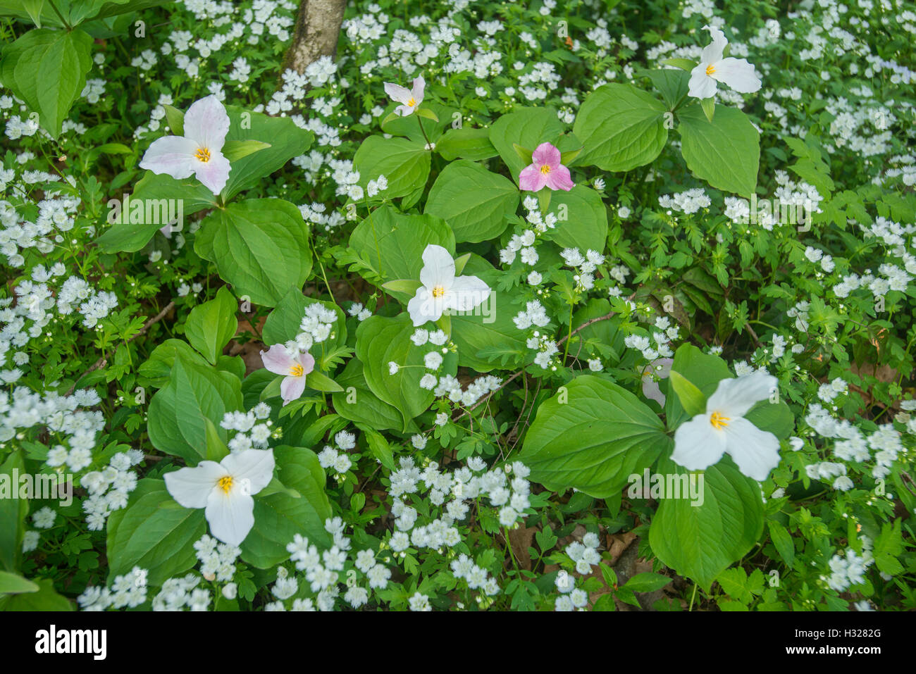 LG White-flowered trilliums (T. grandiflorum), Spring, White-franged Phacelia (P.frimbiata), Smoky Mt NP, USA, von Bill Lea/Dembinsky Photo Assoc Stockfoto
