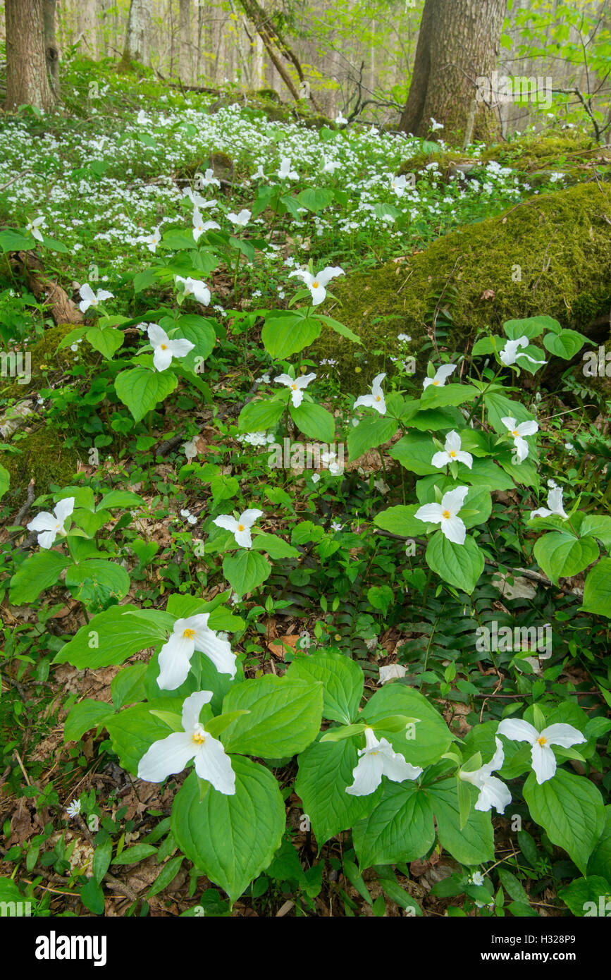 LG White-flowered trilliums (T. grandiflorum), Spring, White-franged Phacelia (P.frimbiata), Smoky Mt NP, USA, von Bill Lea/Dembinsky Photo Assoc Stockfoto
