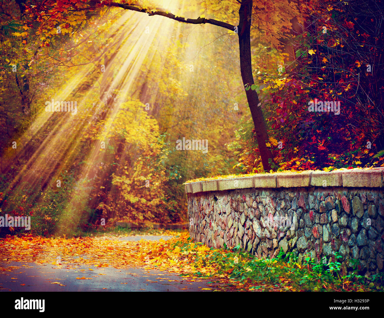Fallen. Herbstliche Park. Herbstliche Bäume im Sonnenlicht Strahlen Stockfoto