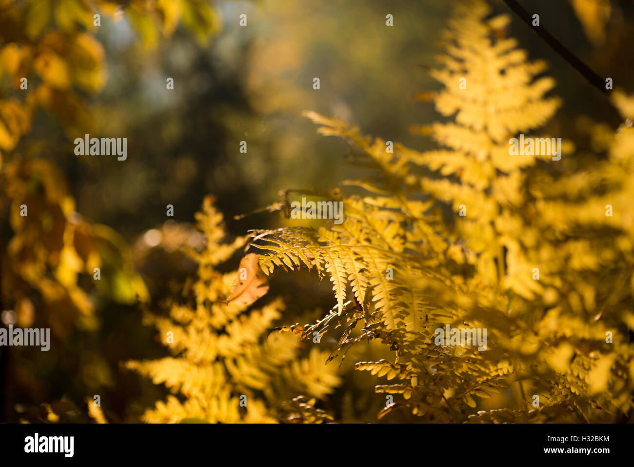 Nahaufnahme, gelbe Farn Herbst Blatt Stockfoto