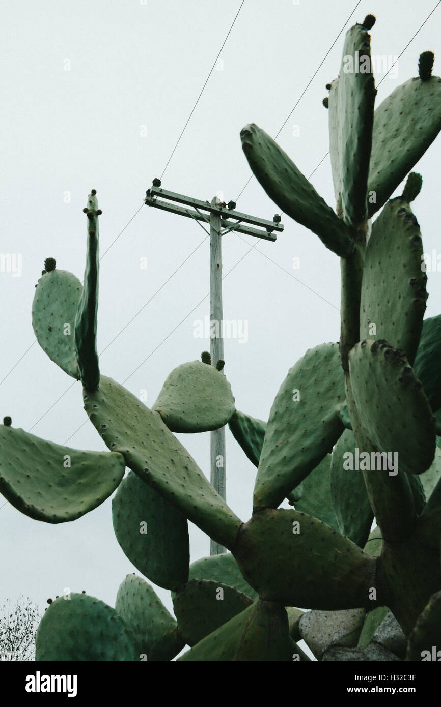Niedrigen Winkel auf einem großen Kaktus im Vordergrund und ein Telefonmast mit bedecktem Himmel im Hintergrund. Stockfoto
