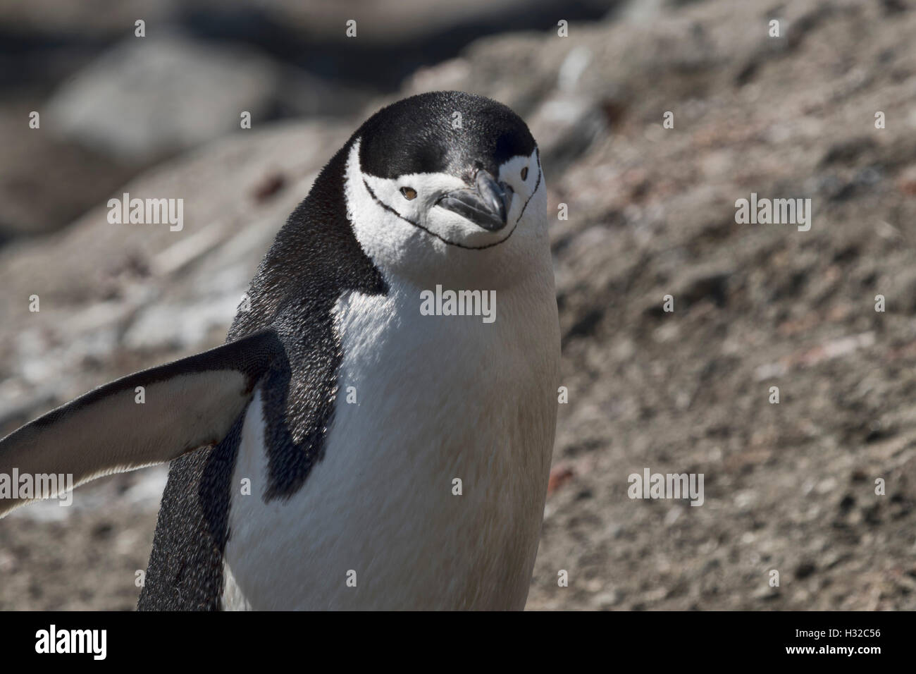 Kinnriemen Pinguin Stockfoto