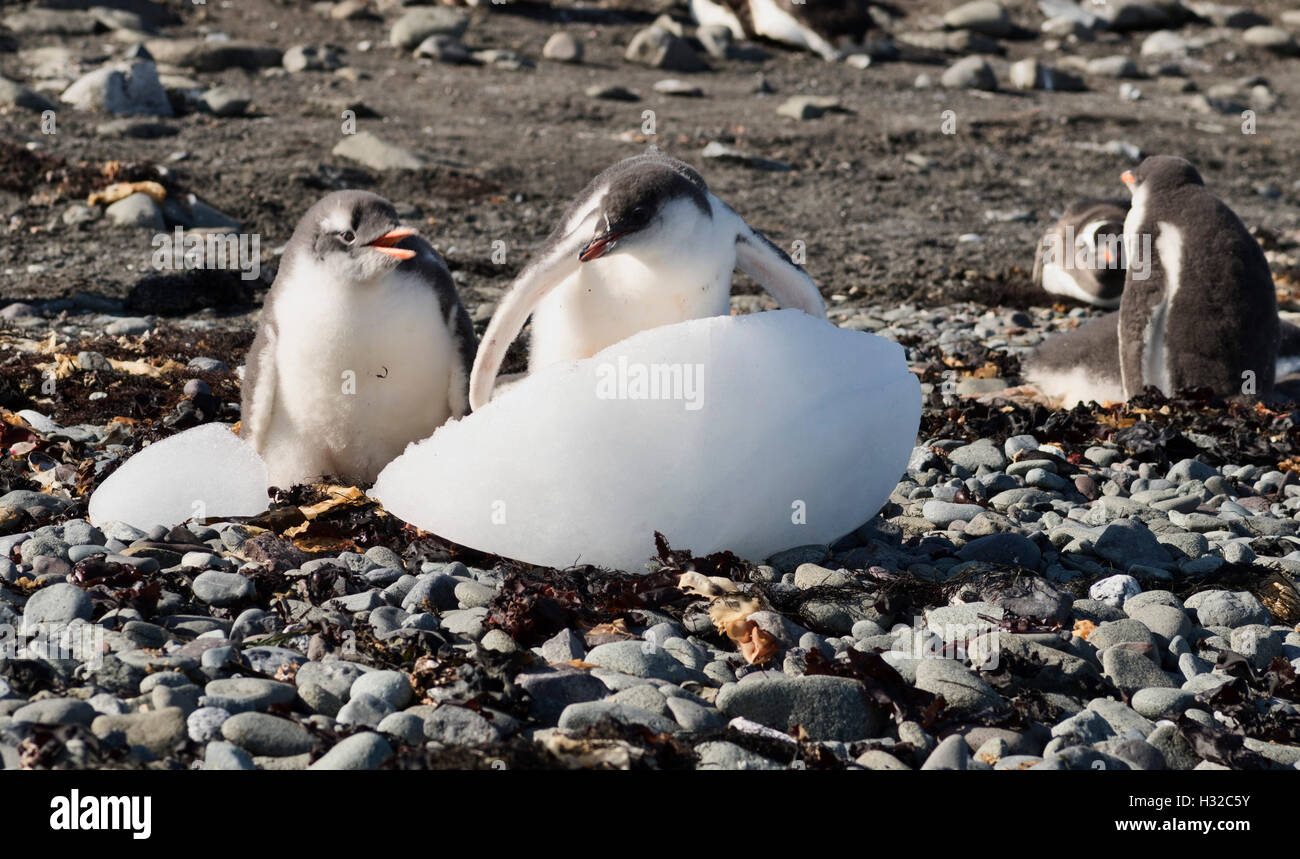 Zwei Gentoo Pinguinküken kämpfen um einen sehr kleinen Eisberg Stockfoto