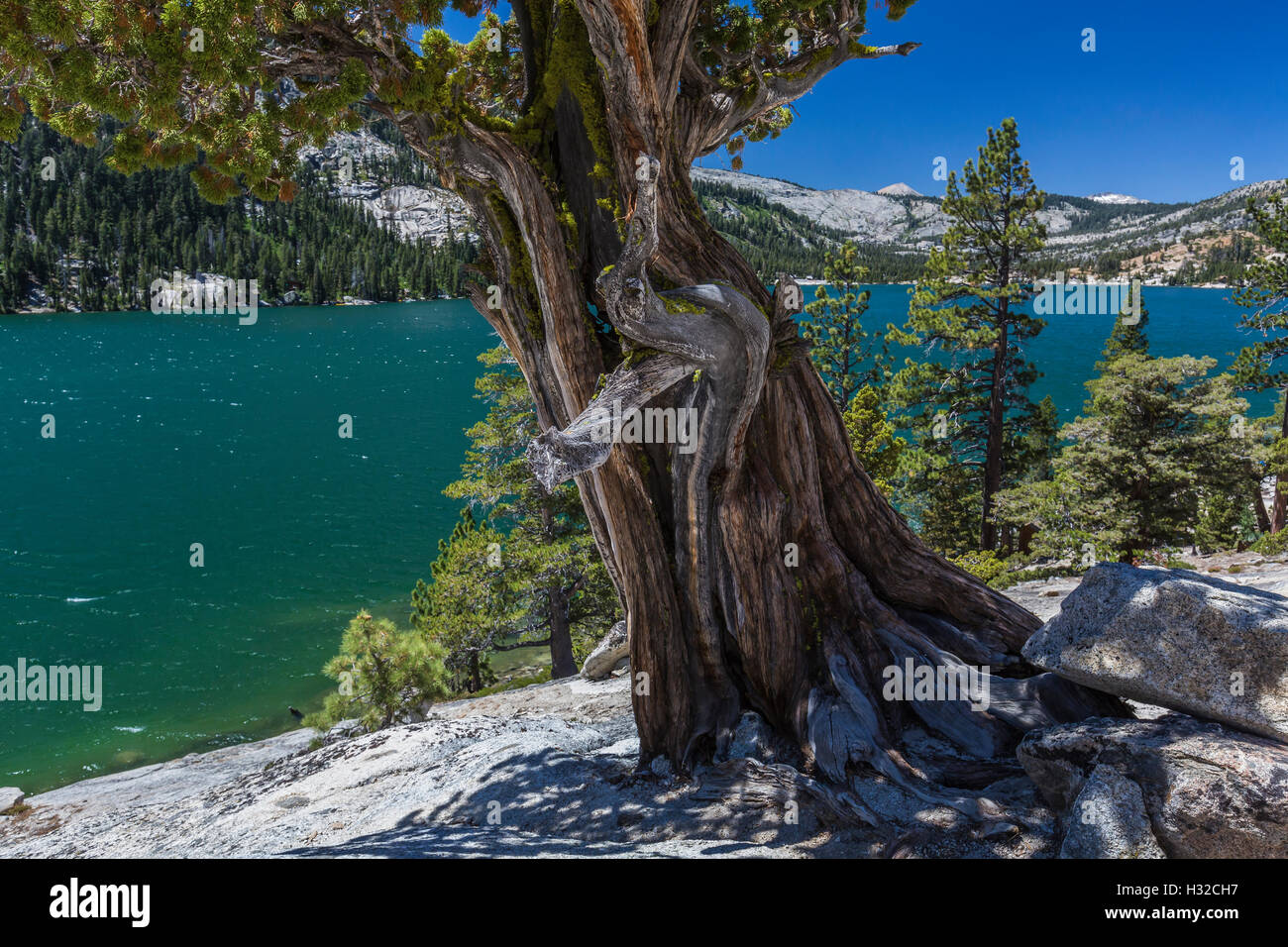 Sierra-Wacholder, Wacholder Occidentalis Var Australis, Baum entlang Echo Seen, Eldorado National Forest, Kalifornien, USA Stockfoto