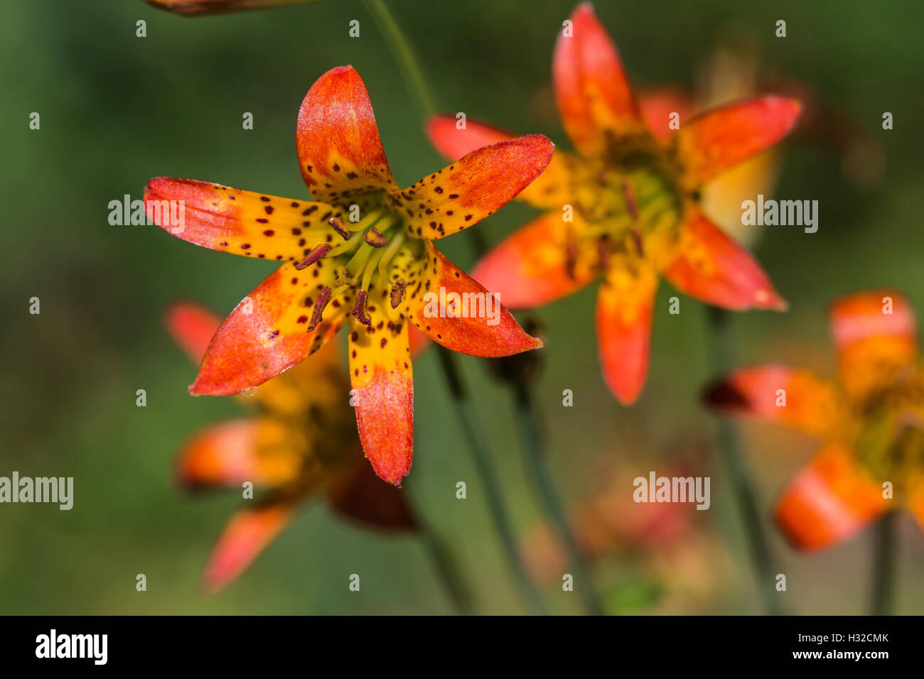 Alpine Lilie, Lilium Parvum, aka Sierra Tigerlilie Verwüstungwildnis, Eldorado National Forest, Kalifornien, USA Stockfoto