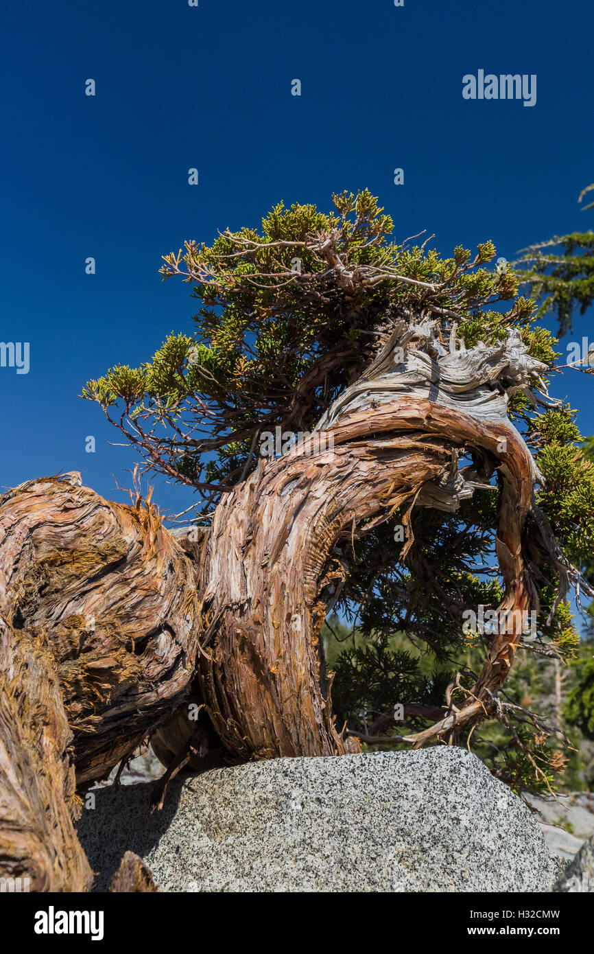 A verzerrte, Bonsai-hnliche, Sierra Wacholder, Wacholder Occidentalis Var  Australis, Baum wchst in den Ritzen in den Granit entlang See o  Stockfotografie - Alamy