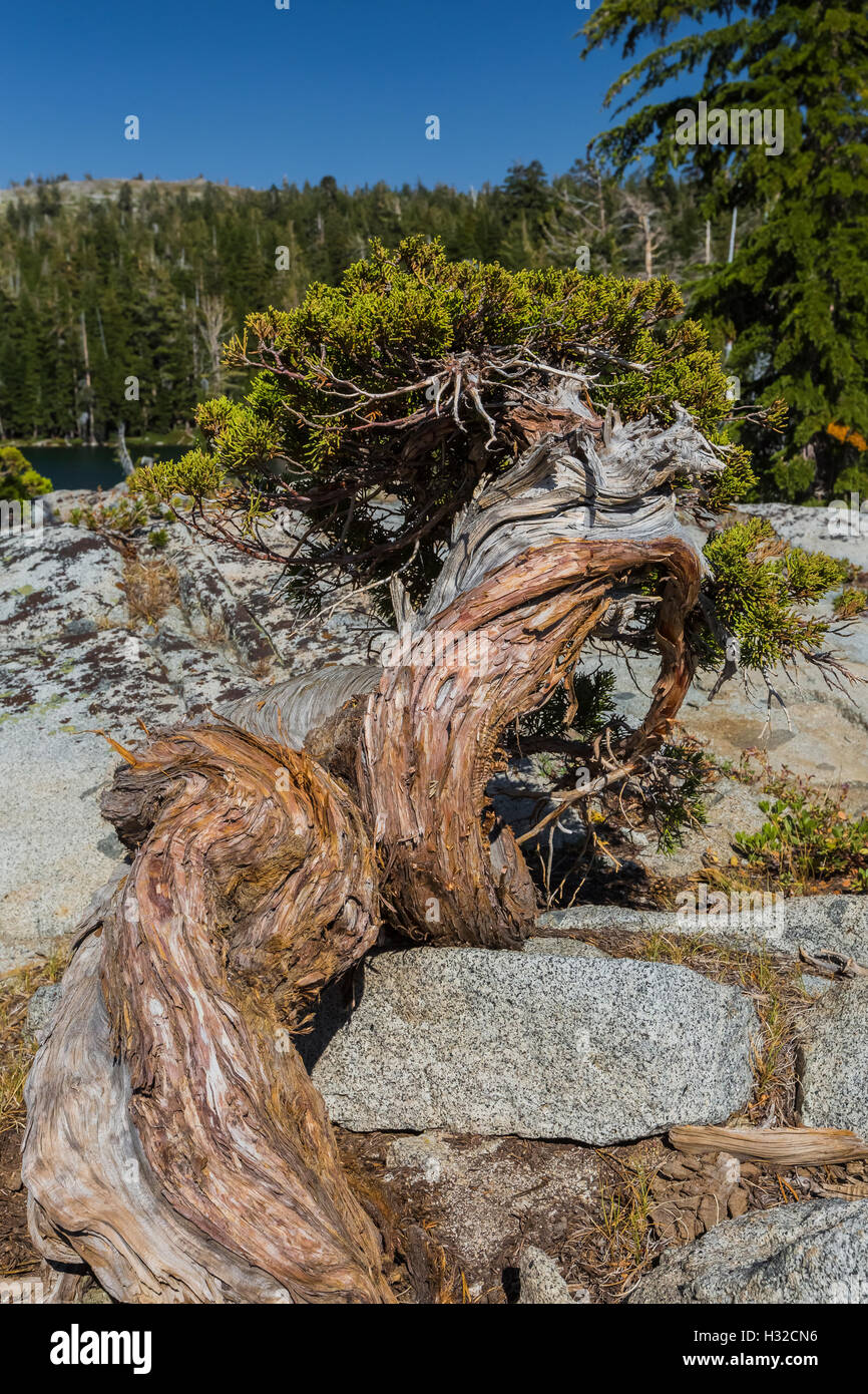 A verzerrte, Bonsai-hnliche, Sierra Wacholder, Wacholder Occidentalis Var  Australis in der Trostlosigkeit Wildnis, Kalifornien, USA Stockfotografie -  Alamy
