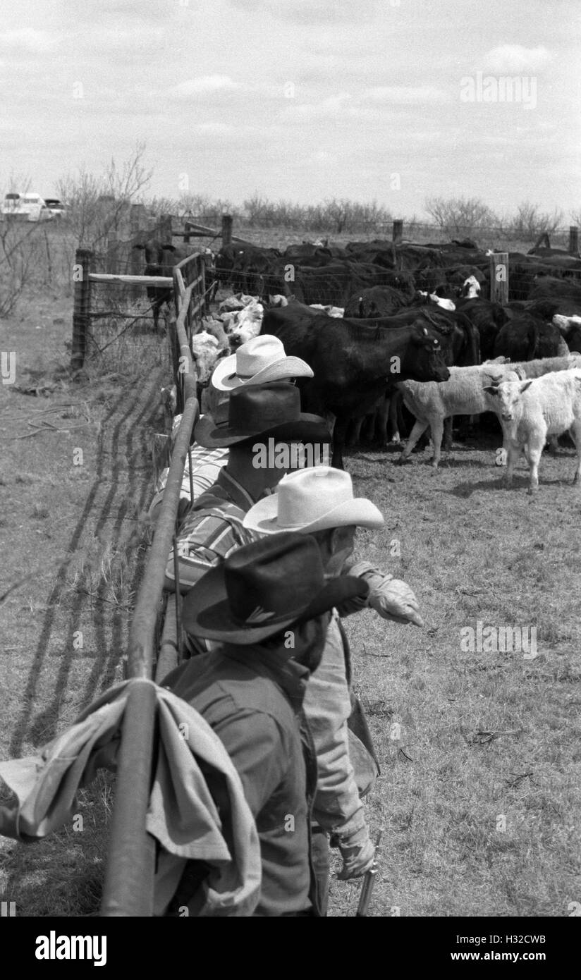 Cowboys gegen ein Geländer eines Stiftes im Sandy Camp, Clarendon, TX (Scan von b&w negativ) Circa 1998 Stockfoto