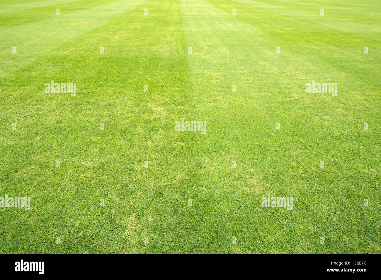grünen Rasen der Sportplatz Stockfoto