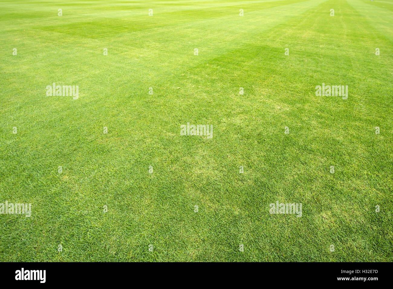 grünen Rasen der Sportplatz Stockfoto