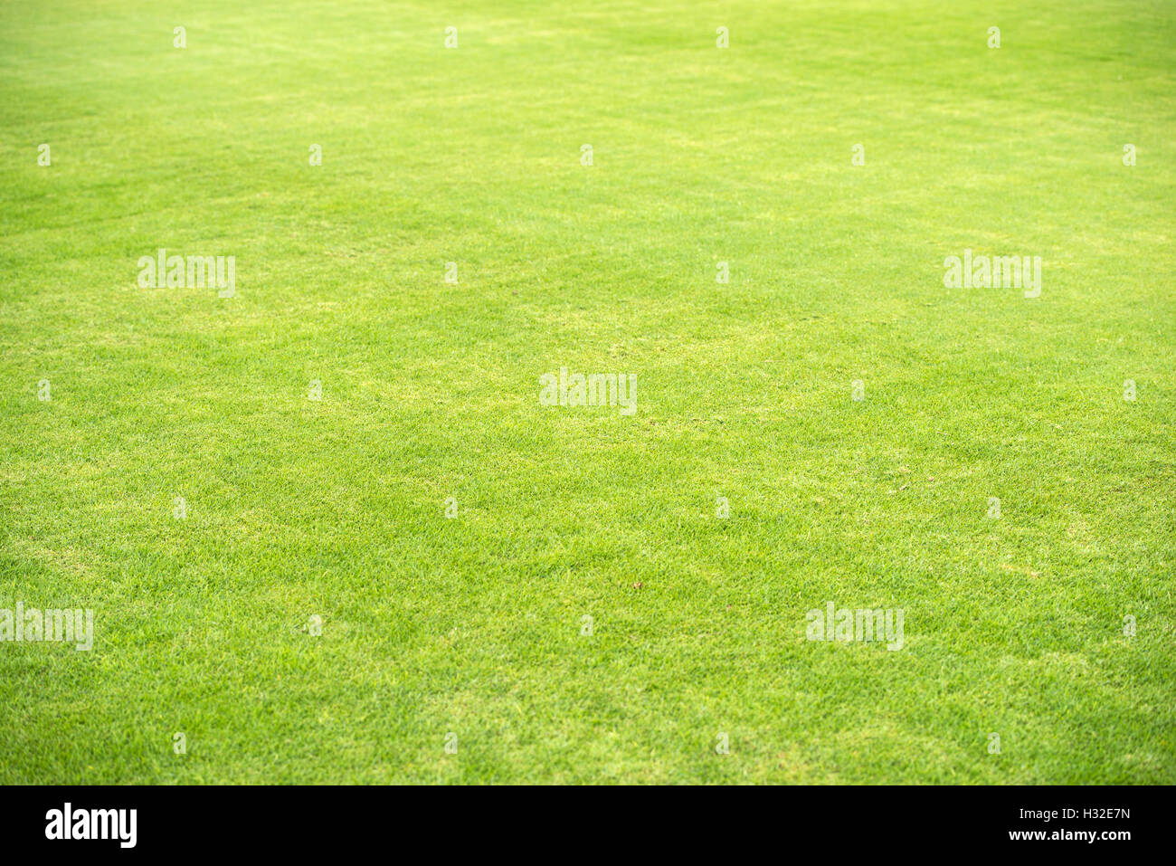 grünen Rasen der Sportplatz Stockfoto