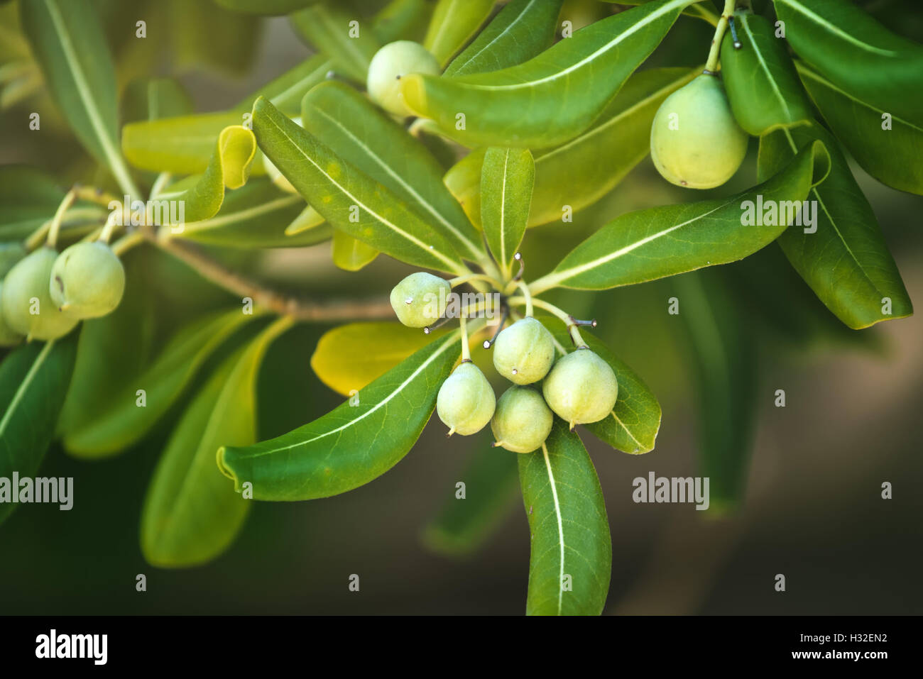 Ölweiden Strauch mit Olive wie Obst, häufige lebende Einzäunung Pflanze auf Adria region Stockfoto