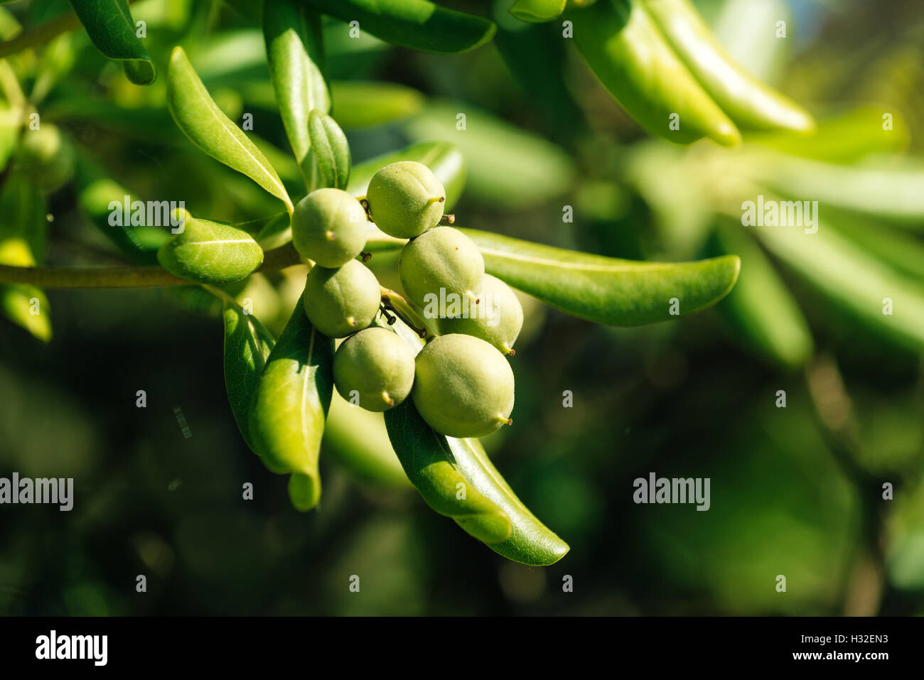Ölweiden Strauch mit Olive wie Obst, häufige lebende Einzäunung Pflanze auf Adria region Stockfoto