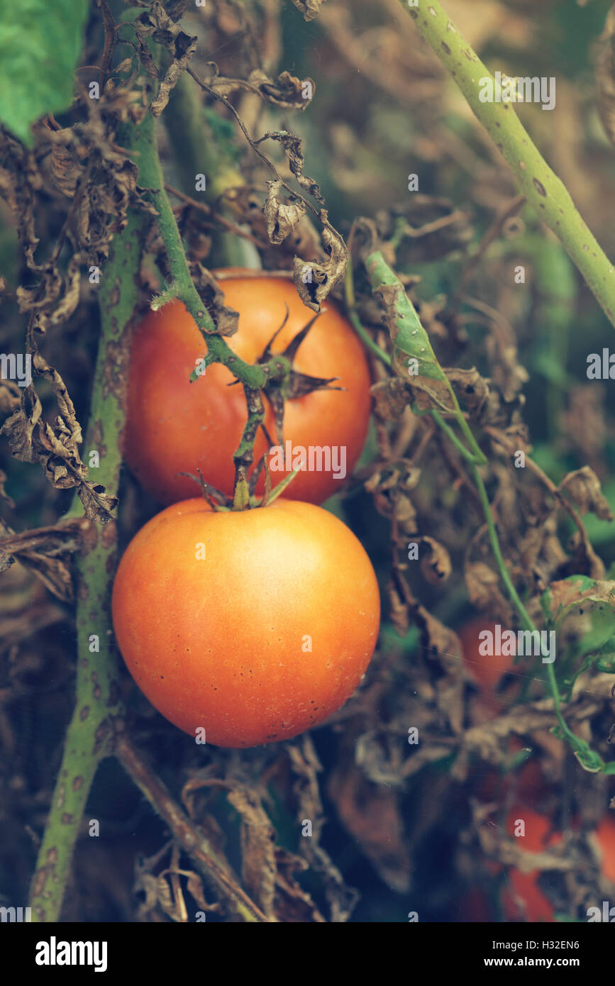 Bio Tomaten Wachstum, Reife produzieren im Gemüsegarten Stockfoto