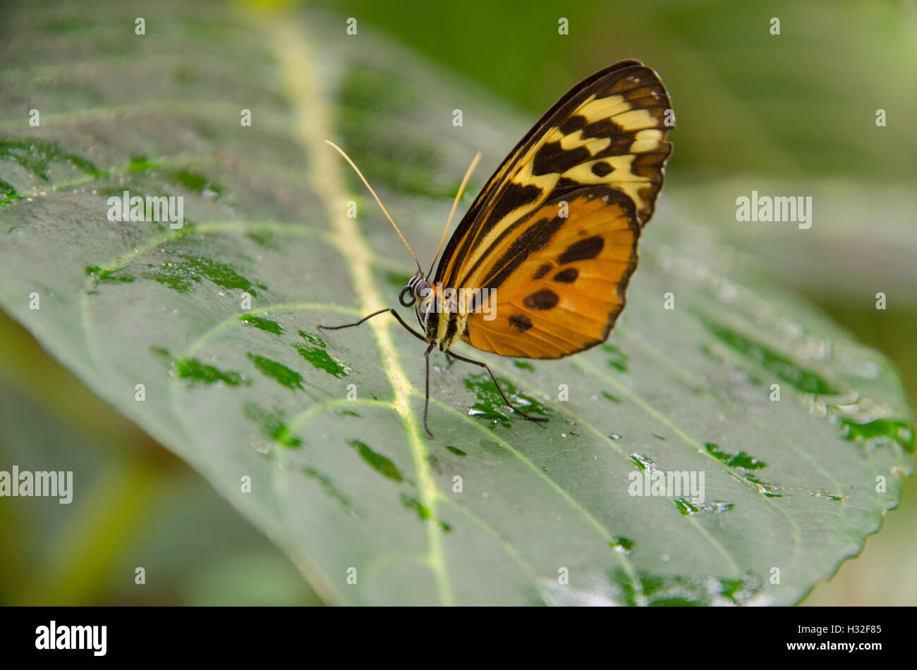 Harmonia Tiger-Flügel Schmetterling sitzt auf einem Blatt Stockfoto