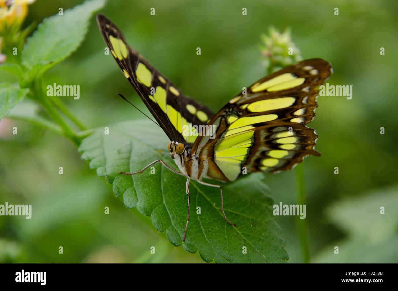 Malachit Schmetterling sitzt auf einem Blatt Stockfoto