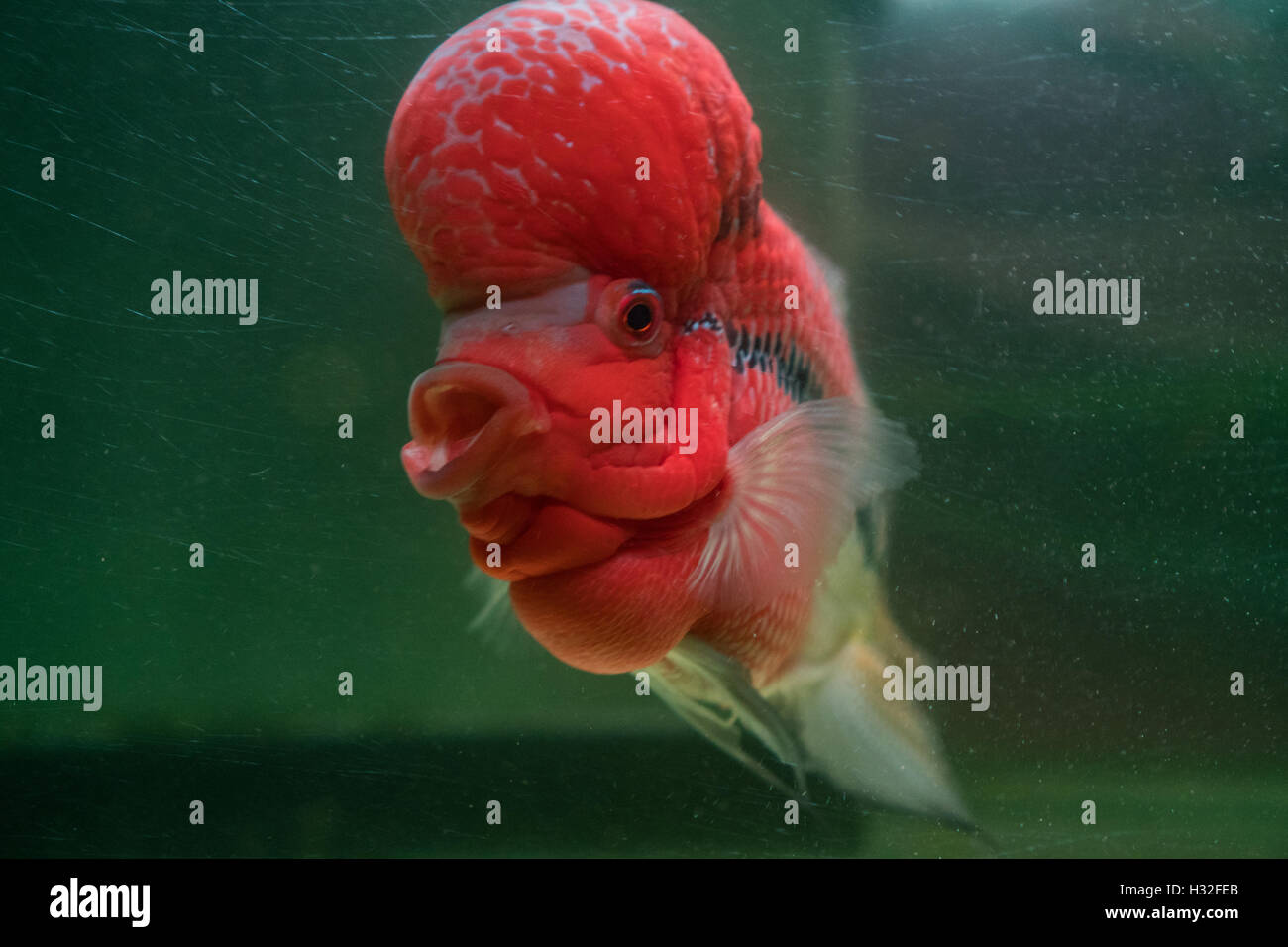 Flower Horn klischeehaft Fisch im Aquarium. Roter Buntbarsch-Kopf Stockfoto