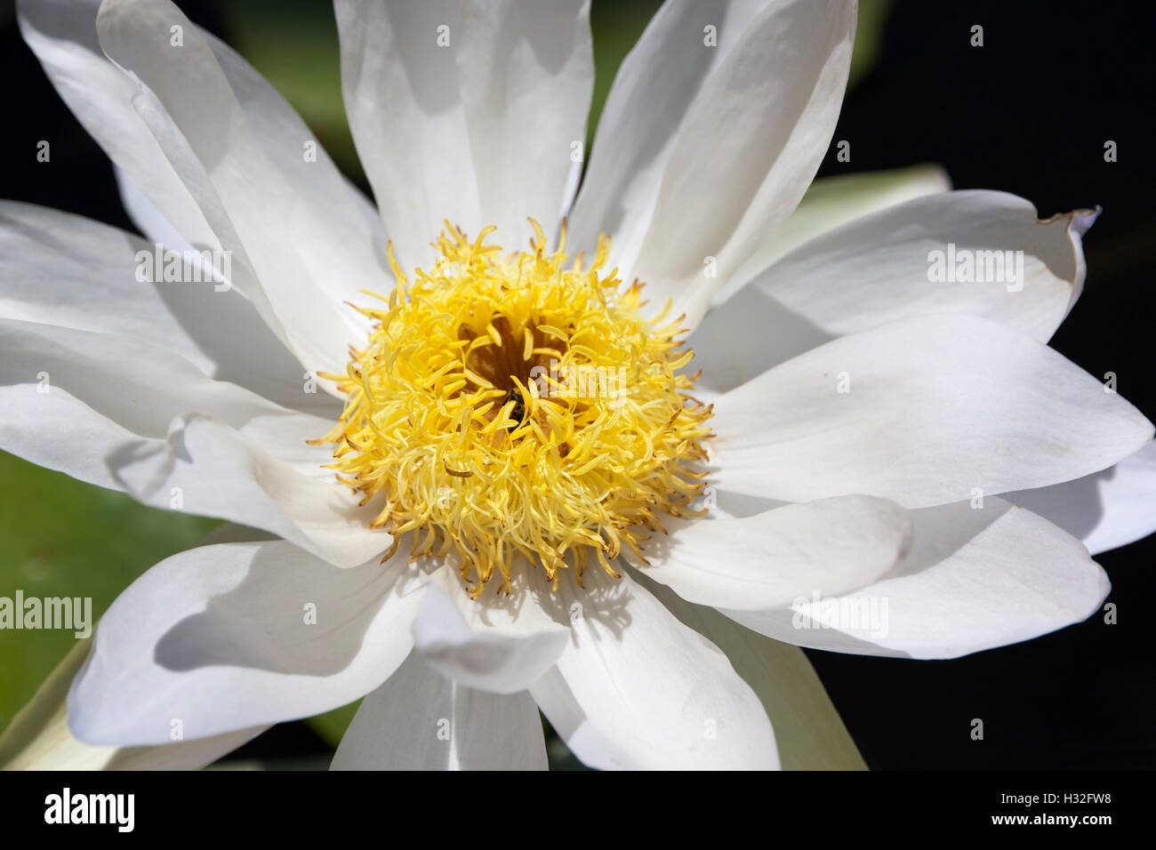 Nahaufnahme blühende weiße Lotusblüte oder Seerose. Stockfoto