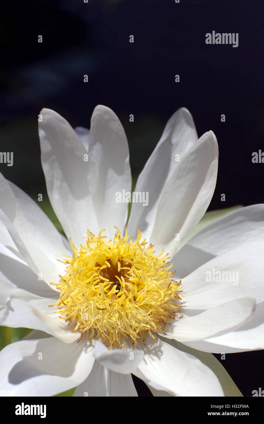 Nahaufnahme blühende weiße Lotusblüte oder Seerose. Stockfoto