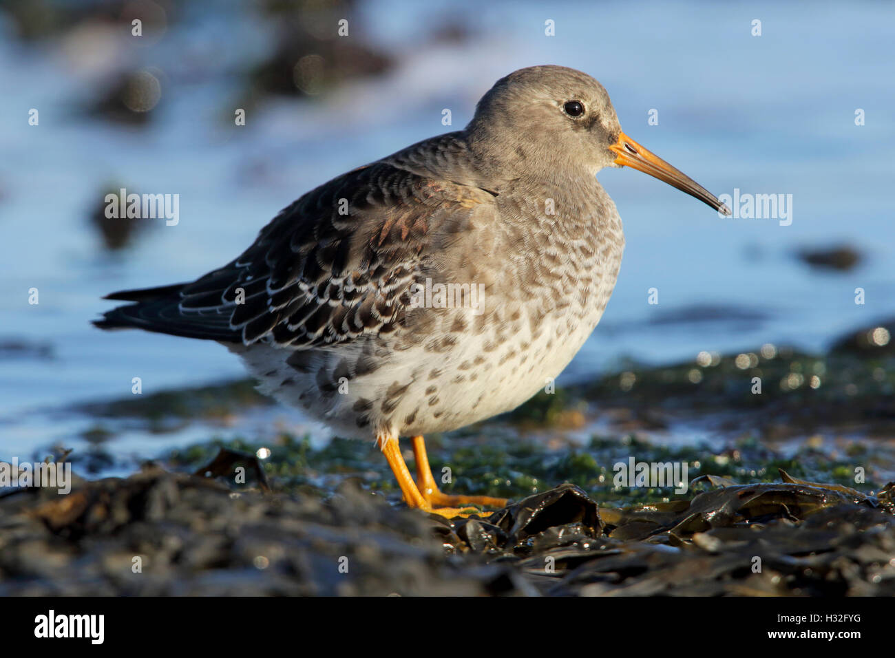 Meerstrandläufer, Calidris Maritima, thront auf Küstenfelsen. Stockfoto