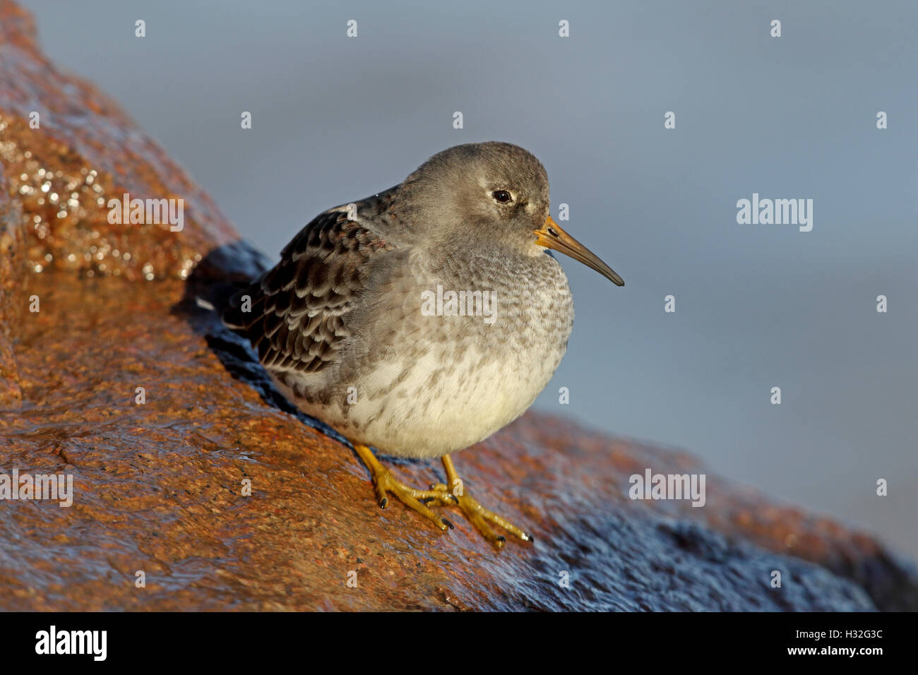 Meerstrandläufer, Calidris Maritima, thront auf Küstenfelsen. Stockfoto