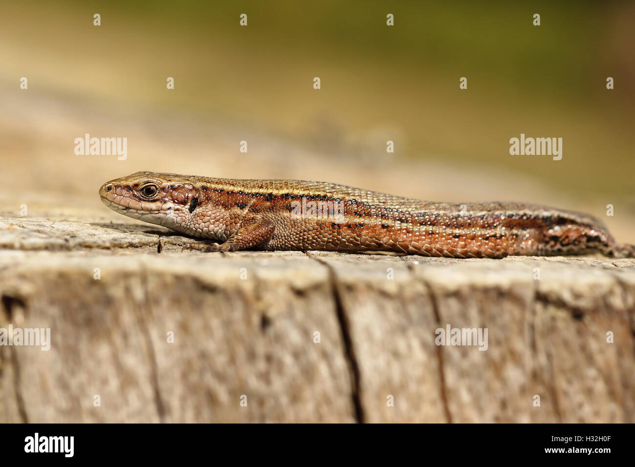 Nahaufnahme von lebendgebärend Eidechse Aalen auf Holz stumpf (Zootoca Vivipara) Stockfoto