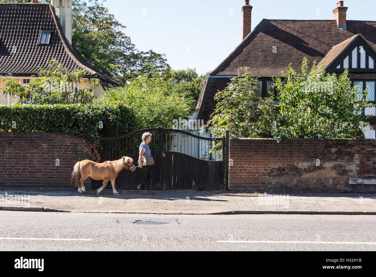 Eine Frau kommt ein Miniatur-Pony in der Nähe von Hampton Court Palace in Surrey, Großbritannien Stockfoto