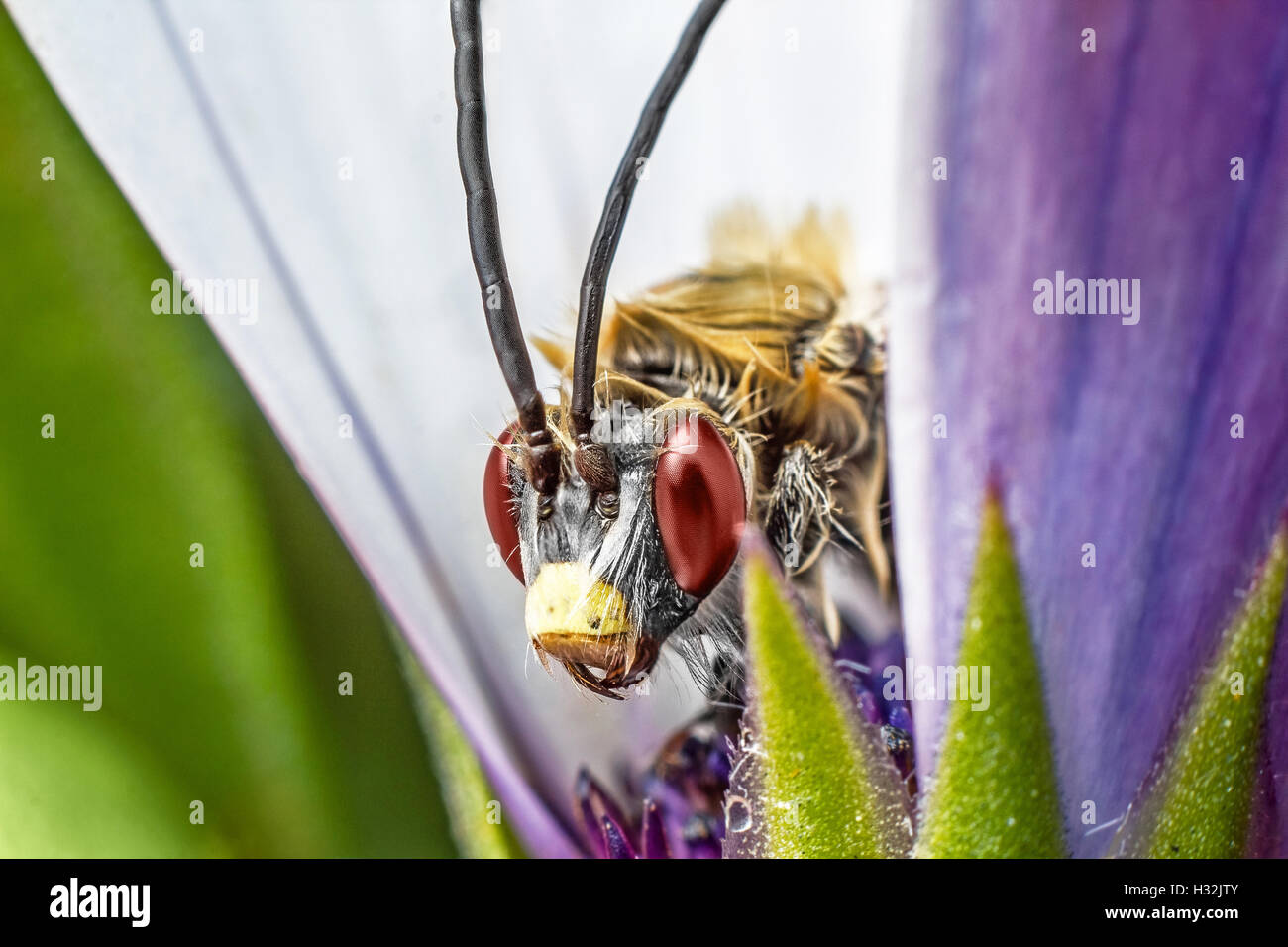 Insekt auf lila Blume Stockfoto