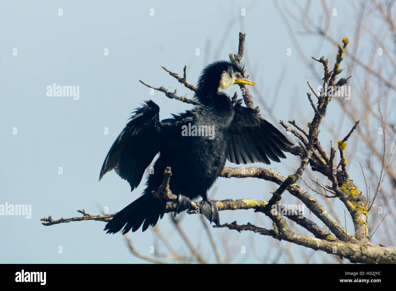 Trauerschnäpper Shag Kormoran trocknen Flügel in der Sonne Stockfoto